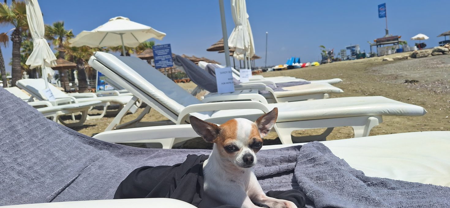 Reisen mit Hund: Daran solltest du denken
