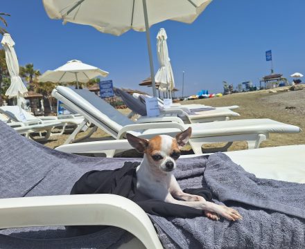 Reisen mit Hund: Daran solltest du denken