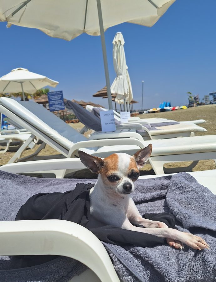 Reisen mit Hund: Daran solltest du denken