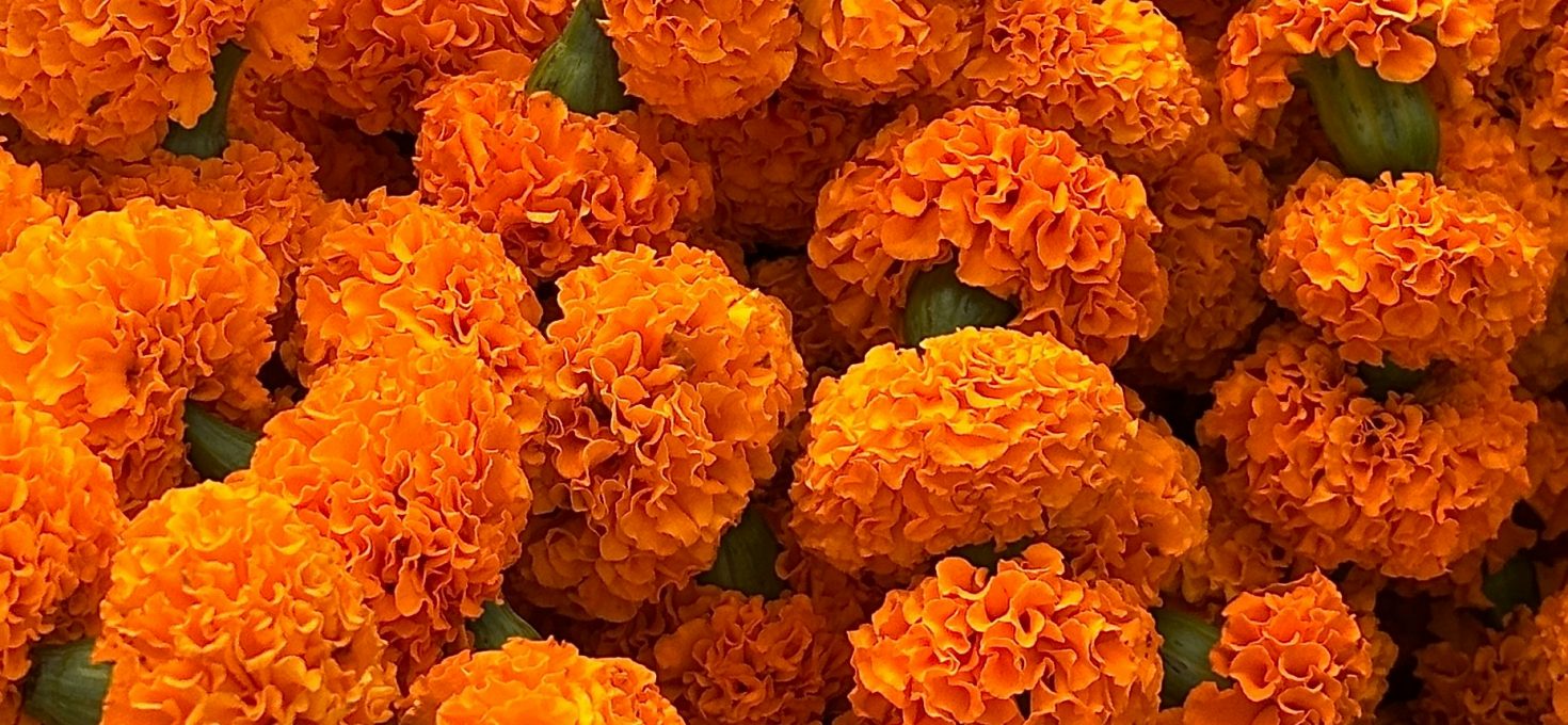Würzig duftende Tagetes: Deshalb sind sie so liebenswert