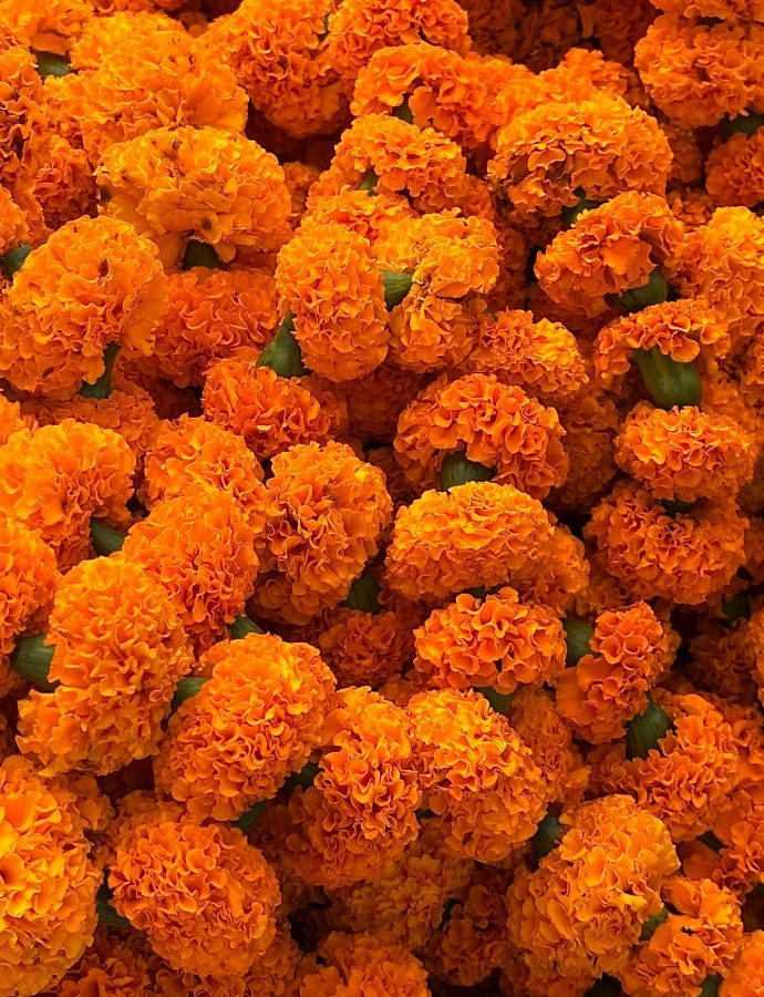Würzig duftende Tagetes: Deshalb sind sie so liebenswert