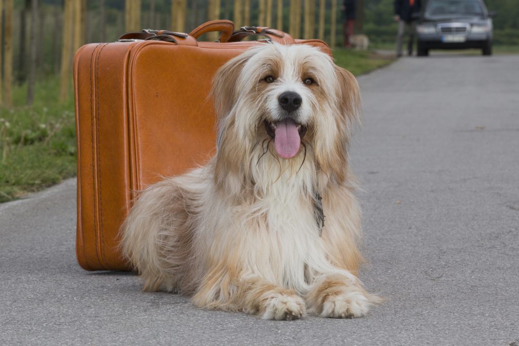 Ein Hund mit Koffer