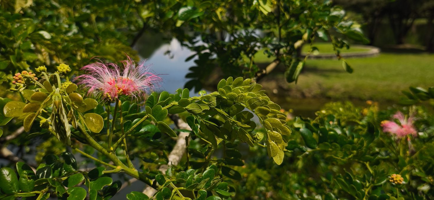 Malaysias gut gehütetes Geheimnis: Taiping