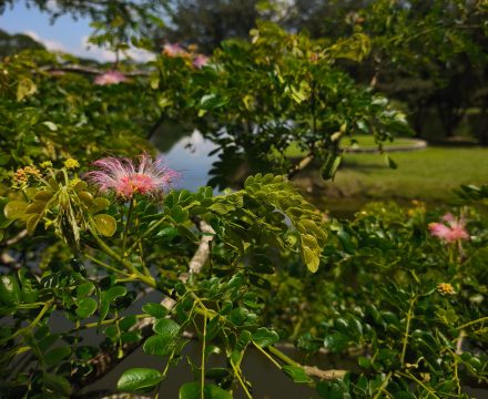 Malaysias gut gehütetes Geheimnis: Taiping