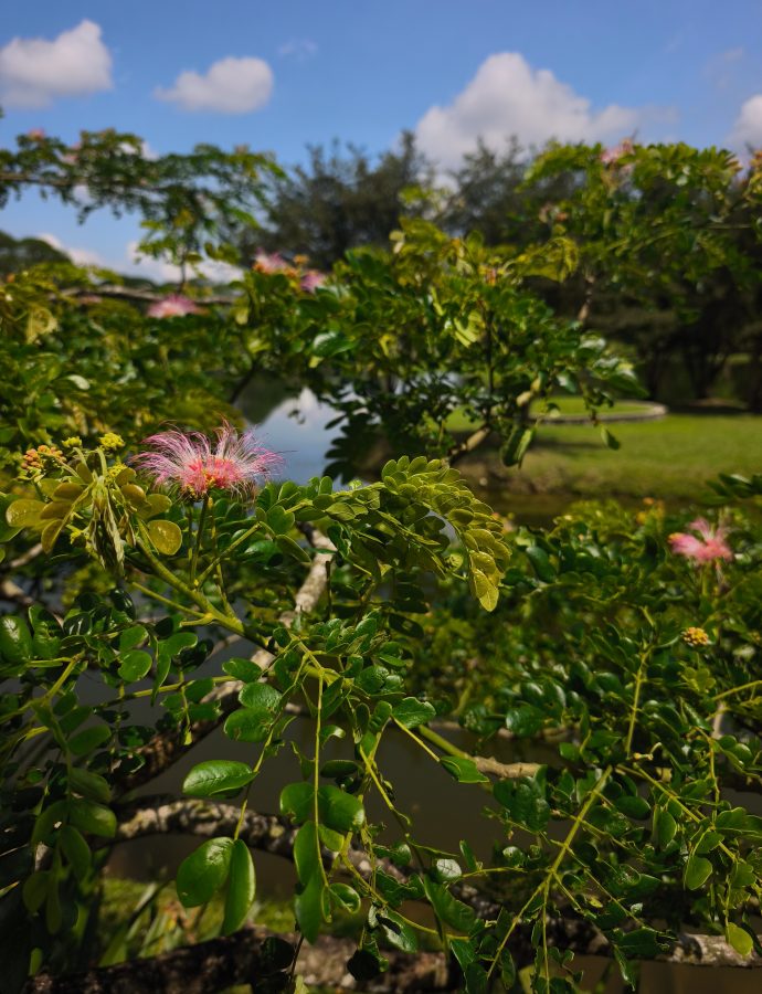 Malaysias gut gehütetes Geheimnis: Taiping