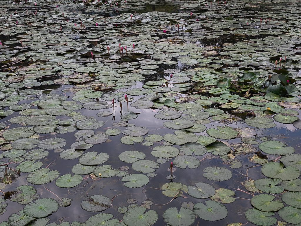 Taiping, Malaysia. Lake Gardens Park. Einer der Seen dieses Parks bedeckt mit Wasserlilien