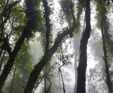 Verirrt im nepalesischen Dschungel